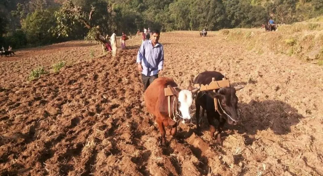 Red Rice Processing